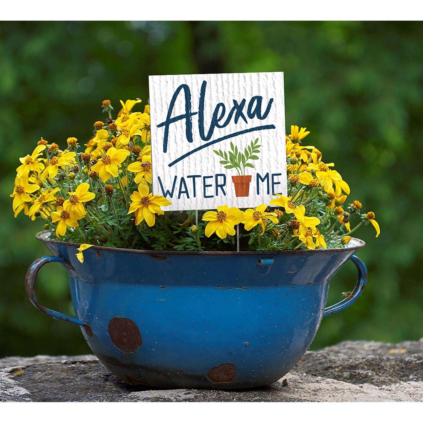 My Word! Multicolored Wood 4 In. H Alexa Water Me Plant Pokes