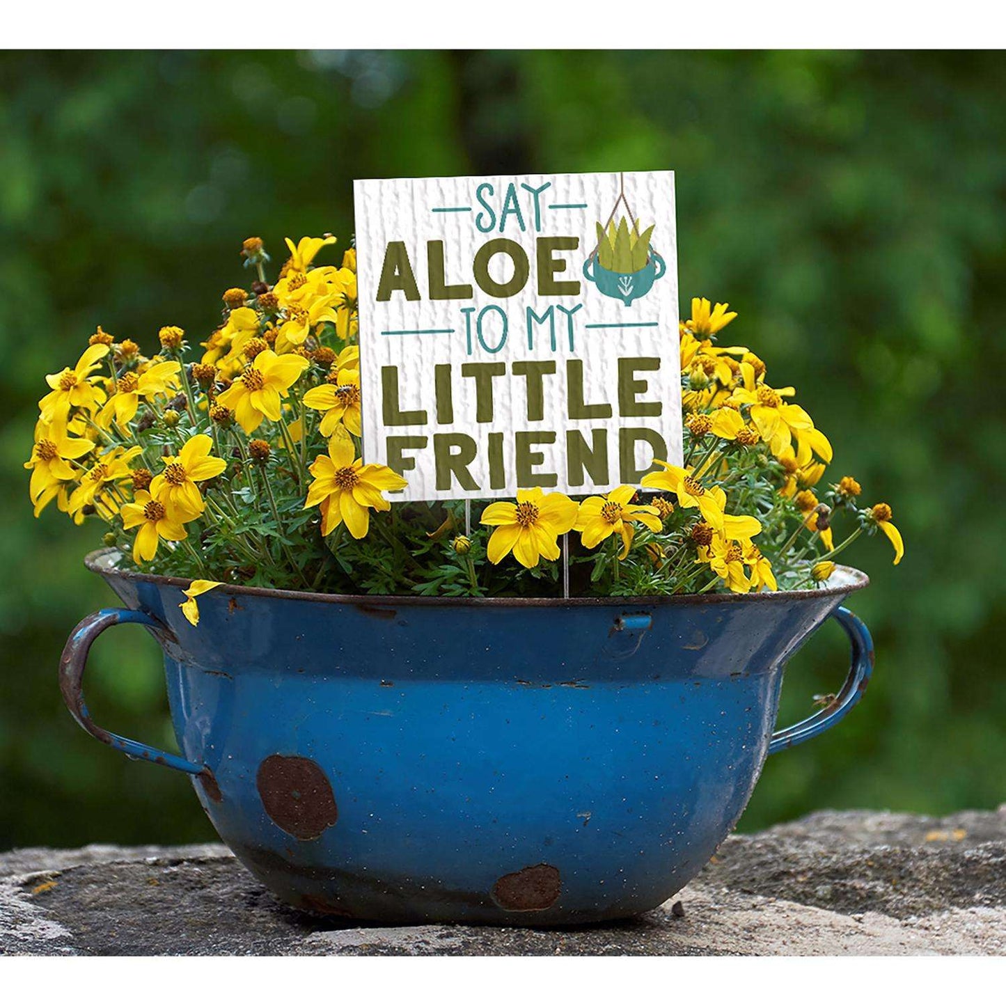  My Word! Multicolored Wood 4 In. H Say Aloe To My Little Friend Plant Pokes