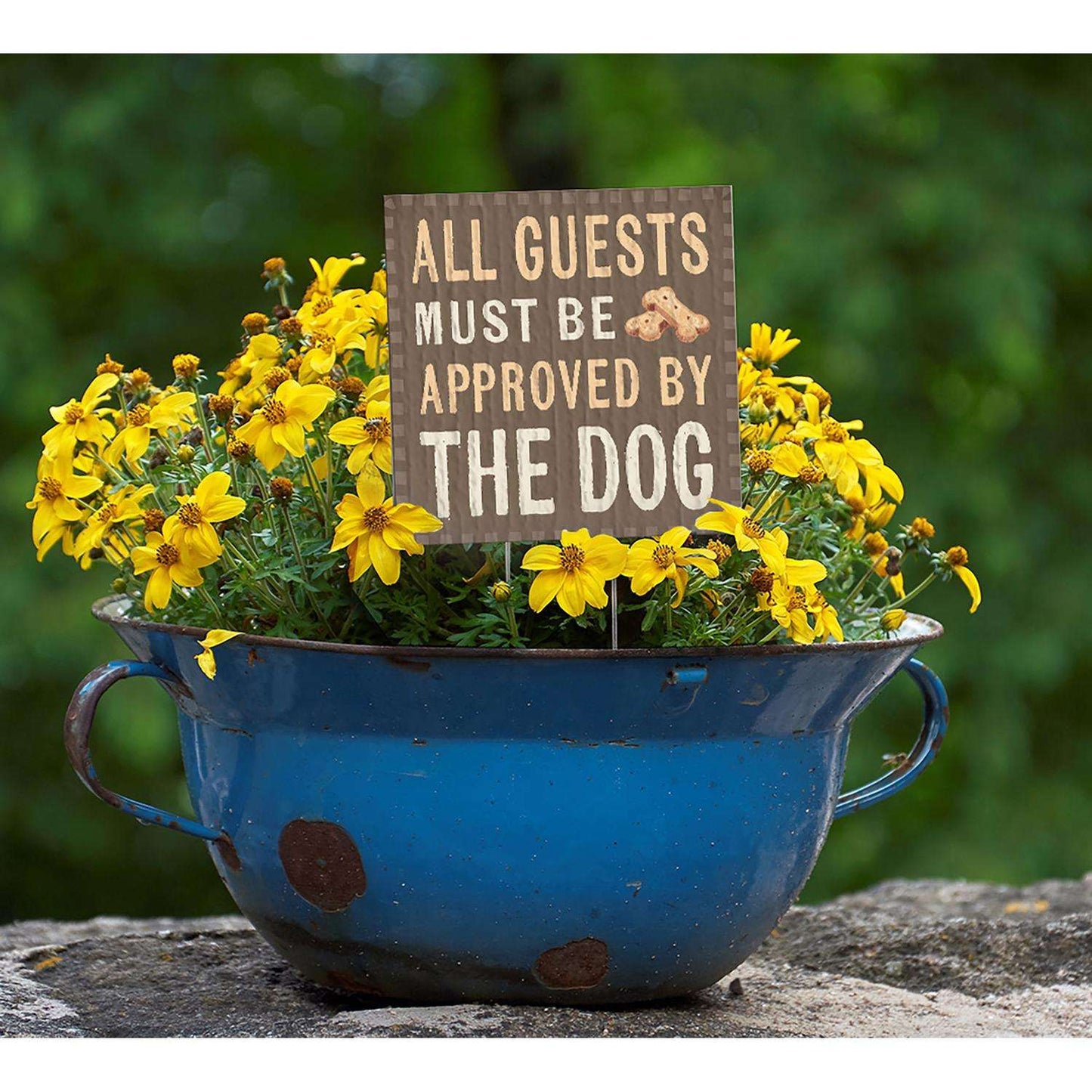  My Word! Multicolored Wood 4 In. H All Guests Must Be Approved By The Dog Plant Pokes